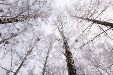winter trees 