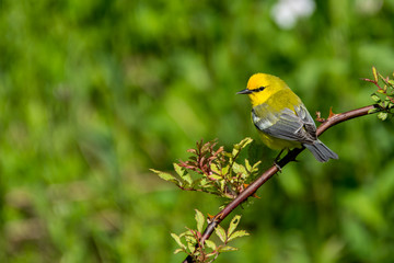 Blue-winged Warbler