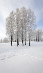 winter trees  