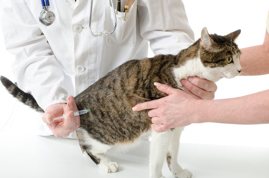 Veterinarian giving injection to cat
