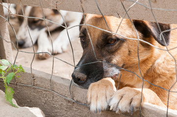 Adopt me!