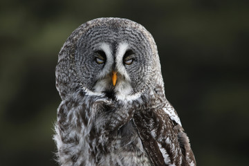 A Great Grey Owl (Strix nebulosa) with it's eyes closed..