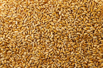 wheat grains  