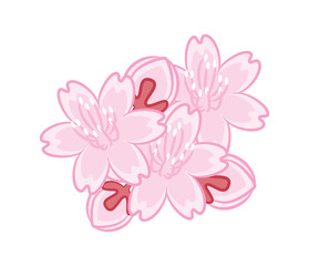 sakura flower