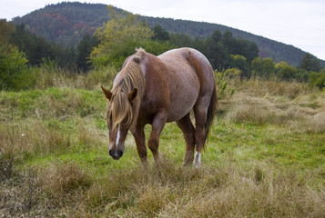 Fototapeta premium Horse 