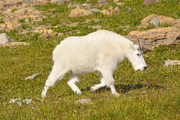 Mountain Goat Walking Across an Alpine Meadow