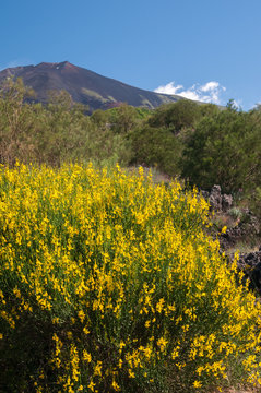 Blooming Broom Plant