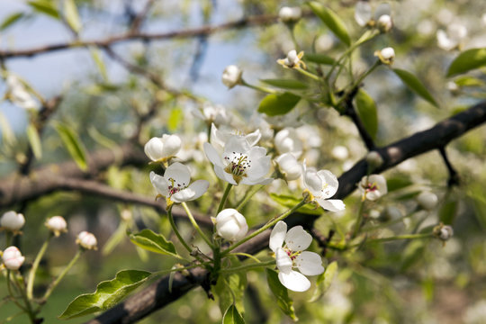the blossoming fruit-trees  