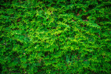 Cedar Leaves Hedge Wall Background