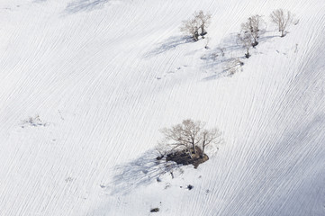 Trees without leaves in the snow