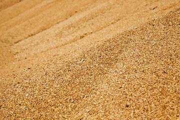wheat grains  