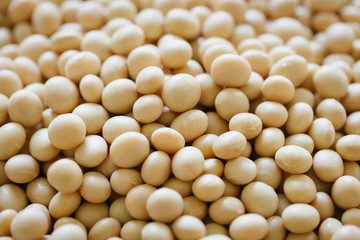 Fototapeta na wymiar soybean