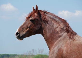 Portrait of powerful chestnut stallion on a background blue sky