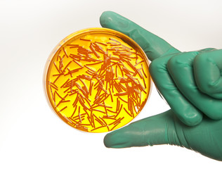 Petri dish with virus cells