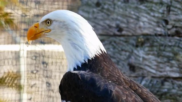 Closeup of Beautiful American Bald Eagle With Sound