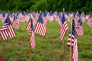 A lot of american flags. Memorial/ Independence Day celebration