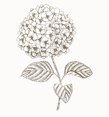 Hydrangea.