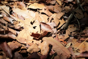 Dried leaves at the nature