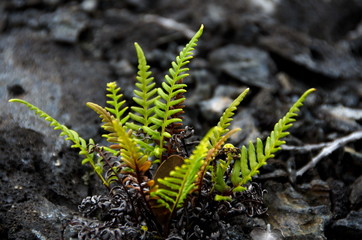 Amau fern in front of heap of lava stones near Chain of Craters