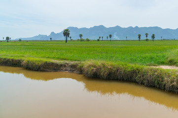 Rice fields at  National Park Prachuap Khiri Khan Province
