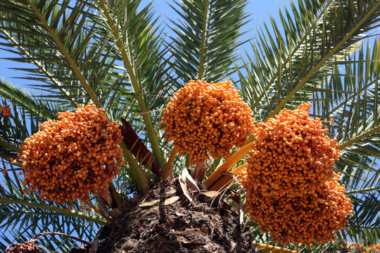 A close up of a phoenix dactylifera palm tree