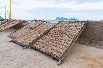 Dried Squid, traditional squids drying in the sun.
