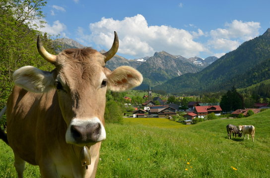 Kühe im Gebirge vor Dorf