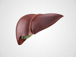 Realistic human liver illustration