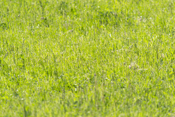 Green fresh grass background