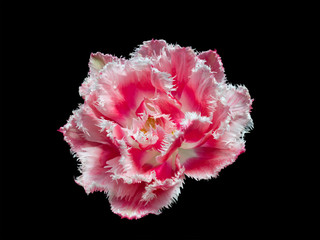 Fringed Tulip QUEENSLAND