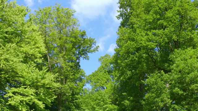 Nature - Branches full of Fresh Green Leaves - camera pan