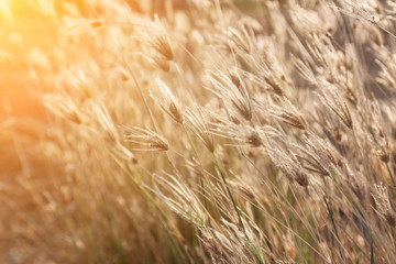Morning grass