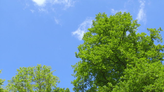 Nature - Branches full of Fresh Green Leaves - camera pan