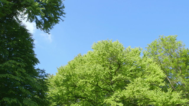 Nature - Branches full of Fresh Green Leaves - camera pan