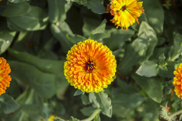 Bright yellow daisy flowers