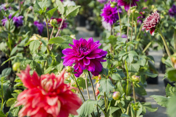 Mixed dahlia flowers