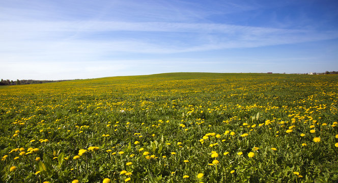 field with dandelions  