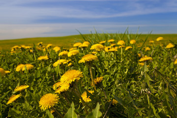 dandelions 
