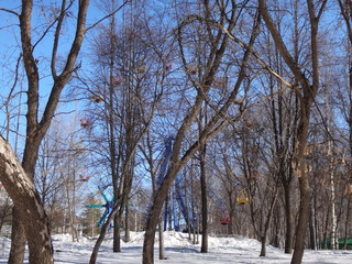 Парк в зимний солнечный день