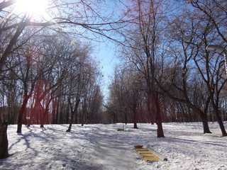 Парк в зимний солнечный день