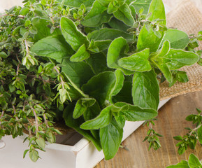 Fresh herbs. Thyme and oregano in  white box.