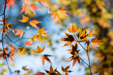 Fototapeta na wymiar Colorful maple leafs