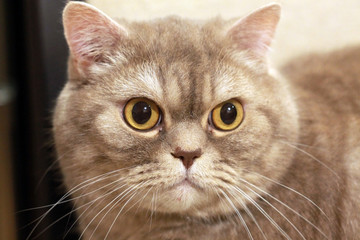 Толстый злой сердитый британский короткошерстный кот