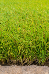 Paddy green Rice Fields in Thailand.