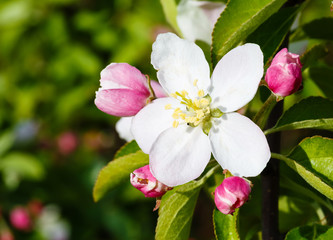 The blossoming apple-tree