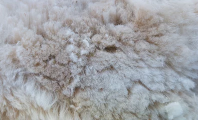 Foto auf Alu-Dibond Background of alpaca fleece © kiravolkov