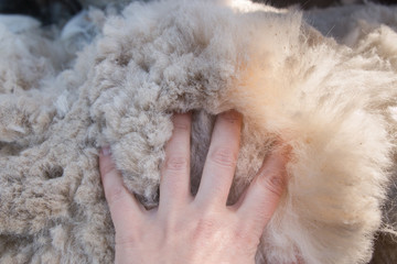 Women's palm on fluffy alpaca fleece