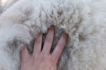 Women's palm on pile of white alpaca fleece