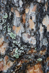 tree bark macroshooting