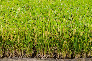 Paddy green Rice Fields in Thailand.